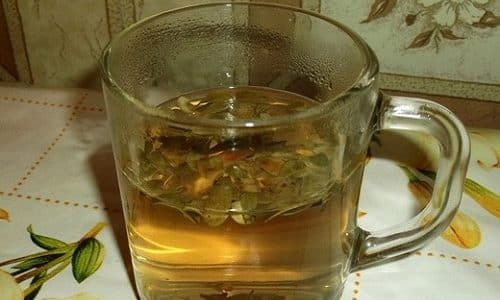 Отвар из листьев толокнянки освобождает мочевые пути от бактериальной инфекции